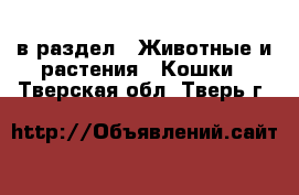  в раздел : Животные и растения » Кошки . Тверская обл.,Тверь г.